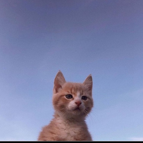 Meet your Posher, Orchid - Picture 1 of 1